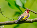 Goldfinch - Szczygieł